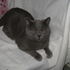 Image pour l'annonce A adopter Superbe Chartreux adulte  LOOF