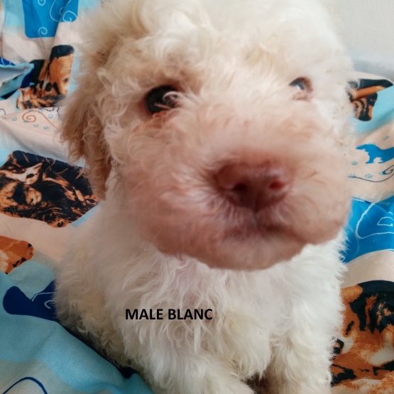 Image pour l'annonce Chiots lagotto romagnolo LOF à réserver