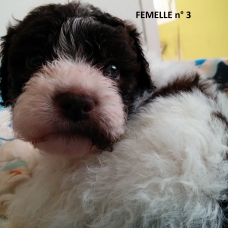 Image pour l'annonce Chiots lagotto romagnolo LOF à réserver
