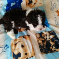 Image pour l'annonce Chiots lagotto romagnolo LOF à réserver