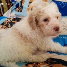 Image pour l'annonce Chiots lagotto romagnolo LOF à réserver