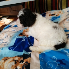 Image pour l'annonce Chiots lagotto romagnolo LOF à réserver