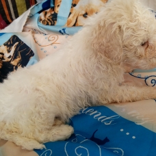 Image pour l'annonce Chiots lagotto romagnolo LOF à réserver