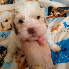 Image pour l'annonce Chiots lagotto romagnolo LOF à réserver
