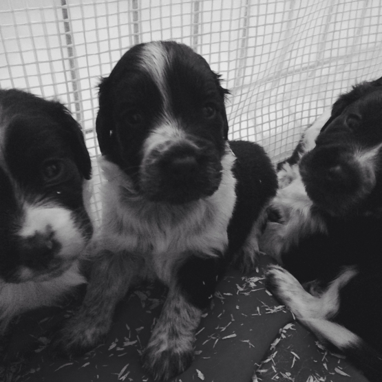 Image pour l'annonce Vend Border Collie Cocker Spaniel
