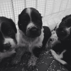 Image pour l'annonce Vend Border Collie Cocker Spaniel