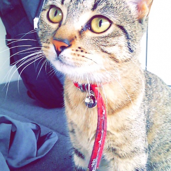 Image pour l'annonce Donne Chat Tigré gris