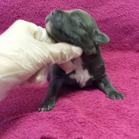 Image pour l'annonce chiot staffie bleu
