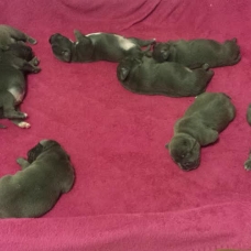 Image pour l'annonce chiot staffie bleu