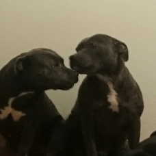 Image pour l'annonce chiot staffie bleu
