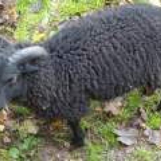 Image pour l'annonce Mouton Ouessant