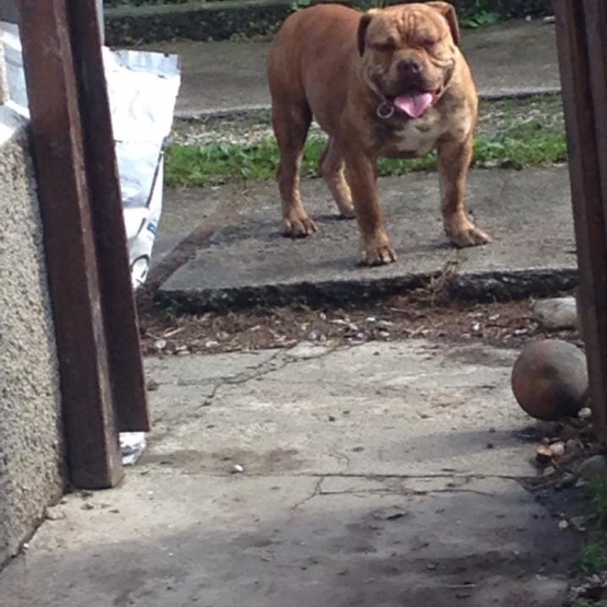 Image pour l'annonce AMERICAN BULLY DISPONIBLE POUR SAILLIE