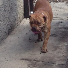 Image pour l'annonce AMERICAN BULLY DISPONIBLE POUR SAILLIE