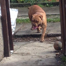 Image pour l'annonce AMERICAN BULLY DISPONIBLE POUR SAILLIE