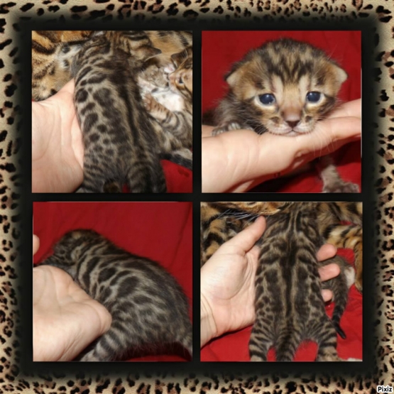 Image pour l'annonce Chatons bengal LOOF