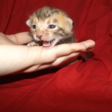 Image pour l'annonce Chatons bengal LOOF