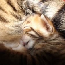Image pour l'annonce Chatons bengal LOOF