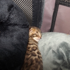 Image pour l'annonce Chatons bengal LOOF