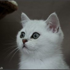 Image pour l'annonce 1 chaton british shorthair black silver shaded