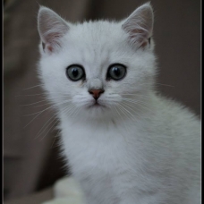 Image pour l'annonce 1 chaton british shorthair black silver shaded