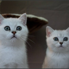 Image pour l'annonce 1 chaton british shorthair black silver shaded