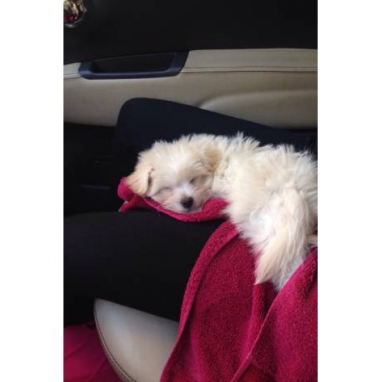 Image pour l'annonce Adonné chiot Bichon Maltais