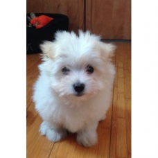Image pour l'annonce Adonné chiot Bichon Maltais
