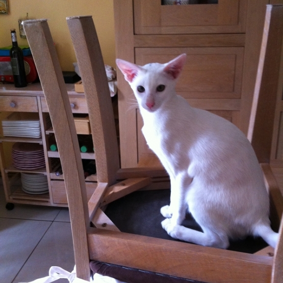Image pour l'annonce Chaton Oriental sevré - Blanc - yeux vert - Loof