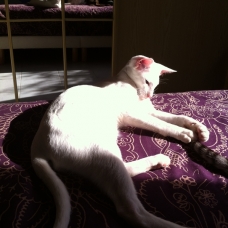 Image pour l'annonce Chaton Oriental sevré - Blanc - yeux vert - Loof