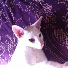 Image pour l'annonce Chaton Oriental sevré - Blanc - yeux vert - Loof