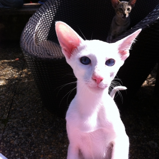 Image pour l'annonce Chaton Oriental sevré - Blanc - yeux bleus - Loof