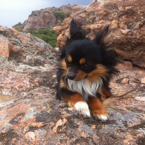 Image pour l'annonce Propose Chihuahua Poil Long pour Saillie ou Chiot