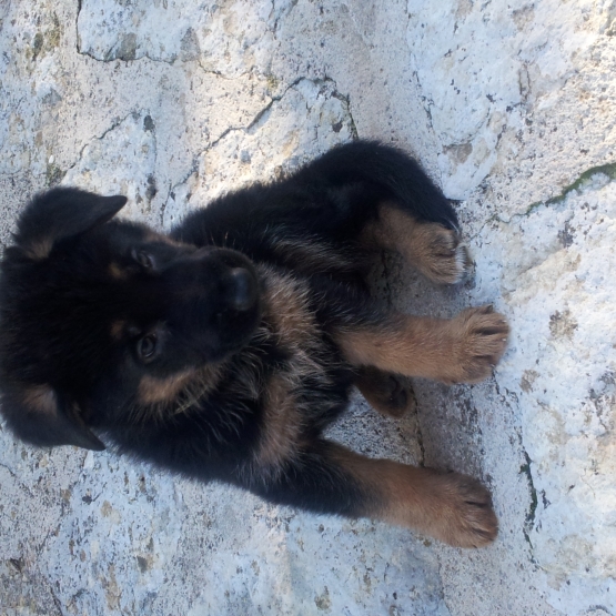 Image pour l'annonce Chiots berger allemand