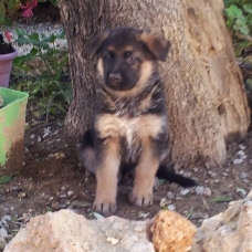 Image pour l'annonce Chiots berger allemand