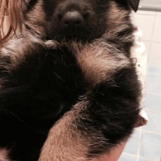 Image pour l'annonce Chiots berger allemand