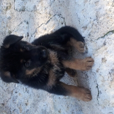 Image pour l'annonce Chiots berger allemand