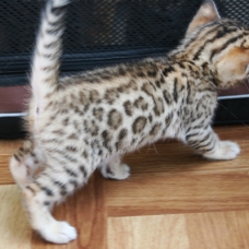 Image pour l'annonce Chaton Bengal femelle rosettes motif léopard