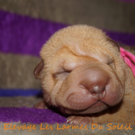 Image pour l'annonce Shar pei LOF à réserver, nés le 17 novembre 2014