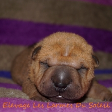 Image pour l'annonce Shar pei LOF à réserver, nés le 17 novembre 2014