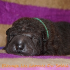 Image pour l'annonce Shar pei LOF à réserver, nés le 17 novembre 2014