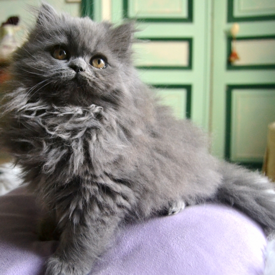 Image pour l'annonce vends chatons persan chinchilla LOOF