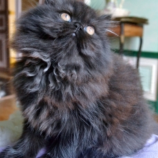 Image pour l'annonce vends chatons persan chinchilla LOOF