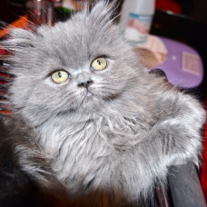 Image pour l'annonce vends chatons persan chinchilla LOOF