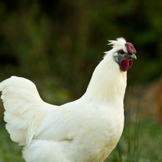Image pour l'annonce Jeune coq croisé Bresse/Soie