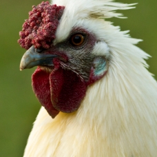 Image pour l'annonce Jeune coq croisé Bresse/Soie