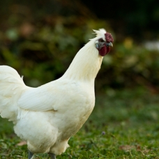 Image pour l'annonce Jeune coq croisé Bresse/Soie