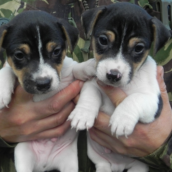 Image pour l'annonce chiots jack russell