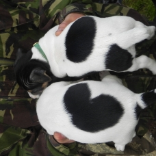 Image pour l'annonce chiots jack russell