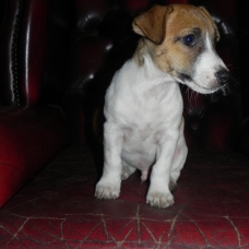 Image pour l'annonce chiots jack russell