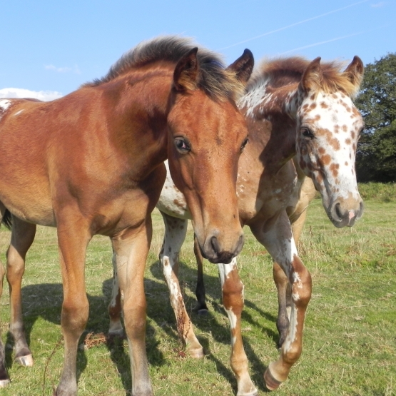 Image pour l'annonce vendre chevaux appaloosa